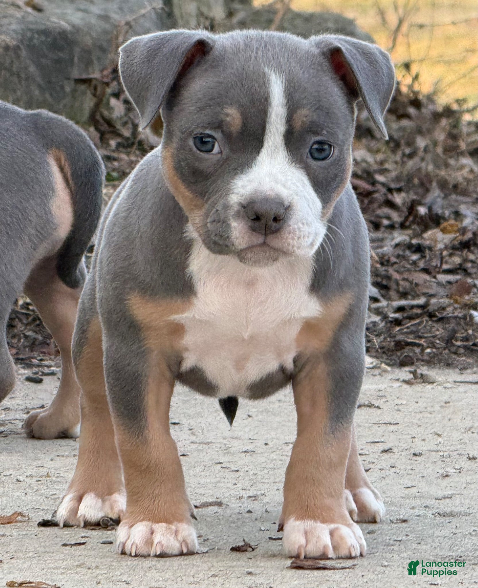 American Bully dogs Blue Tri Female (Speckles) - Ad 2