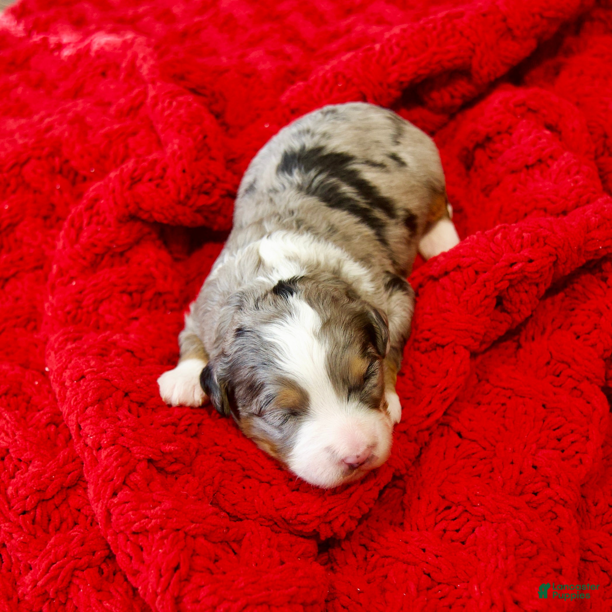 Mini Bernedoodle dogs Mercy Girl *Potty Training* - Ad 11