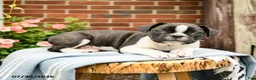 Frenchton dogs for sale: Declan - Ad 3