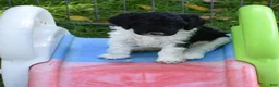 Standard Poodle dogs for sale: Standard Poodle 3 Black Tri - Ad 3