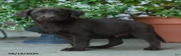 Labrador Retriever dogs for sale: Peyton - Ad 3