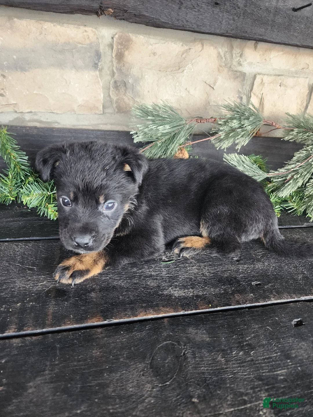 Mixed Breed dogs for sale: Rambo - Ad 4