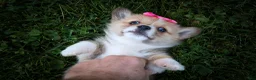 Welsh Corgi Pembroke dogs for sale: Shelby🎀 - Ad 19