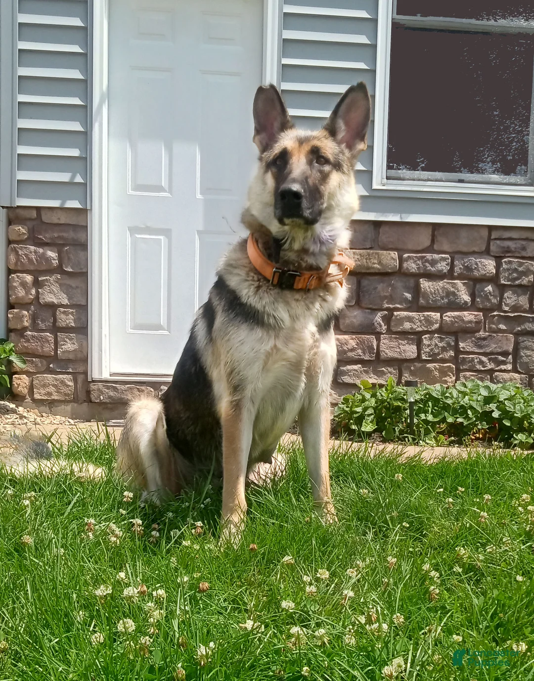German Shepherd dogs for sale: Barkley - Ad 5