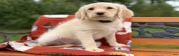 Labradoodle dogs for sale: Carly (Girl) - Ad 7