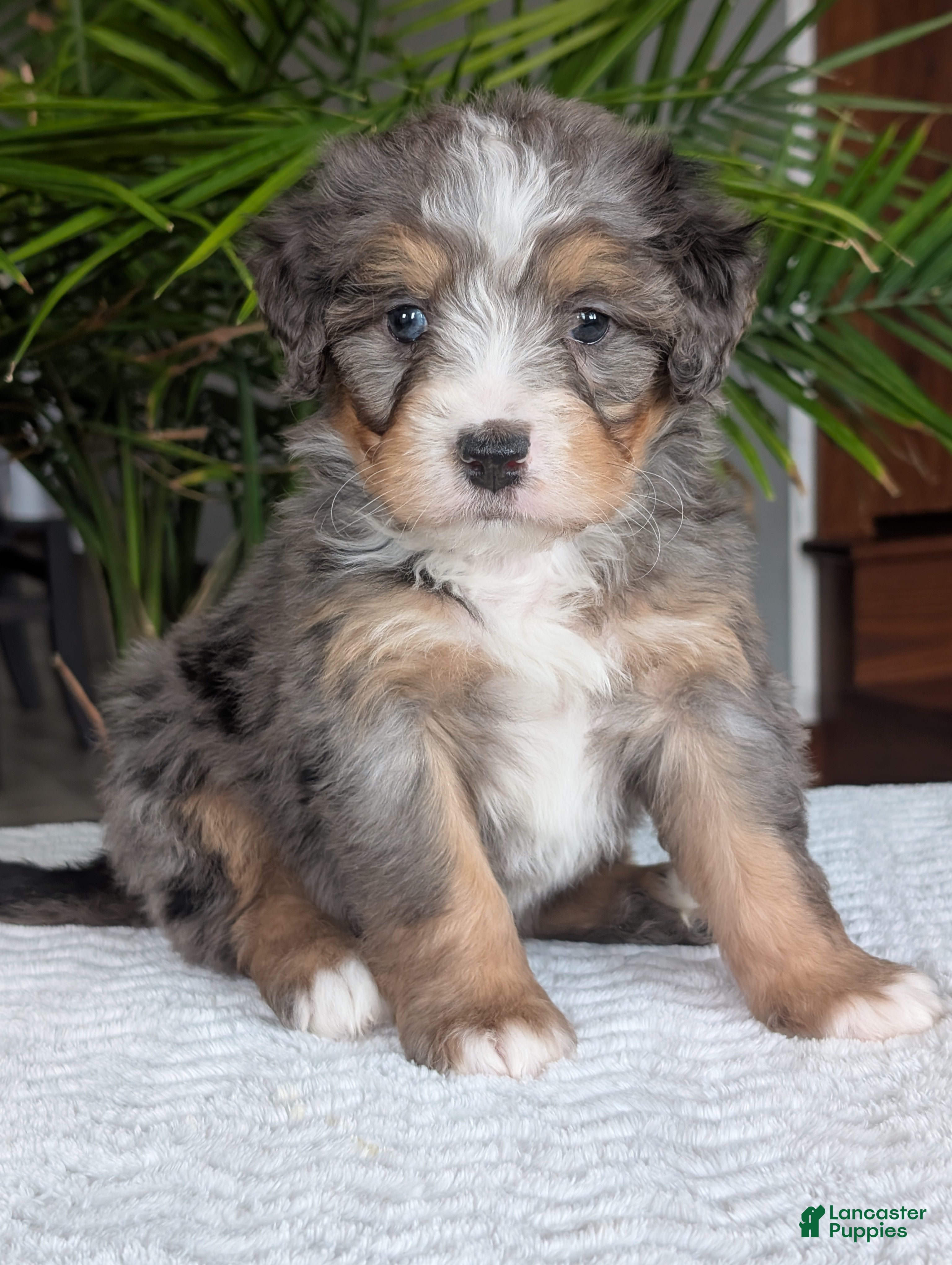 Mini Bernedoodle dogs Mini River  - Ad 2