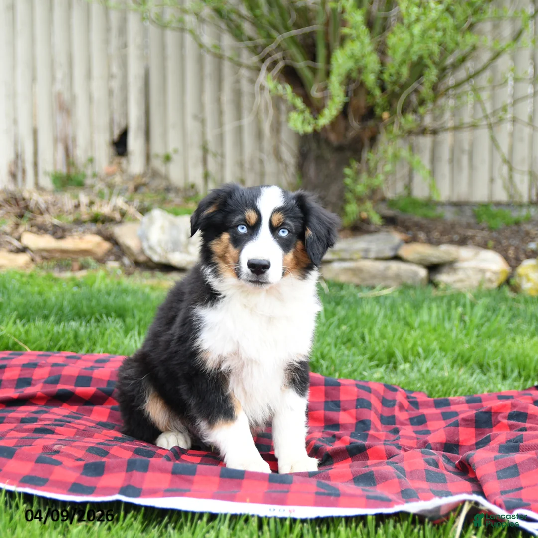 Miniature Australian Shepherd dogs for sale: Dustin - Ad 2