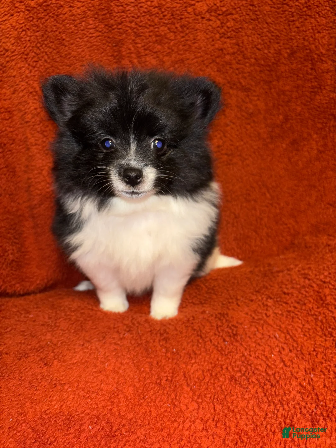 Pomeranian dogs for sale: Pomeranian 3 - Ad 6