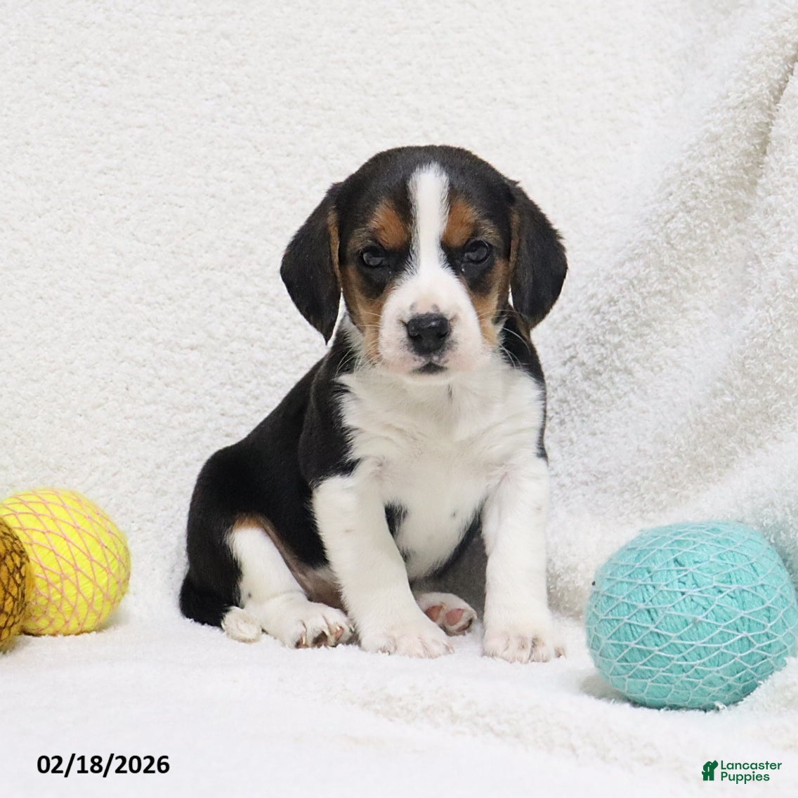 Beagle dogs Nixon - Ad 1