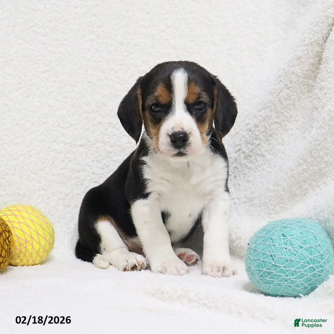 Beagle dogs for sale: Nixon - Ad 1