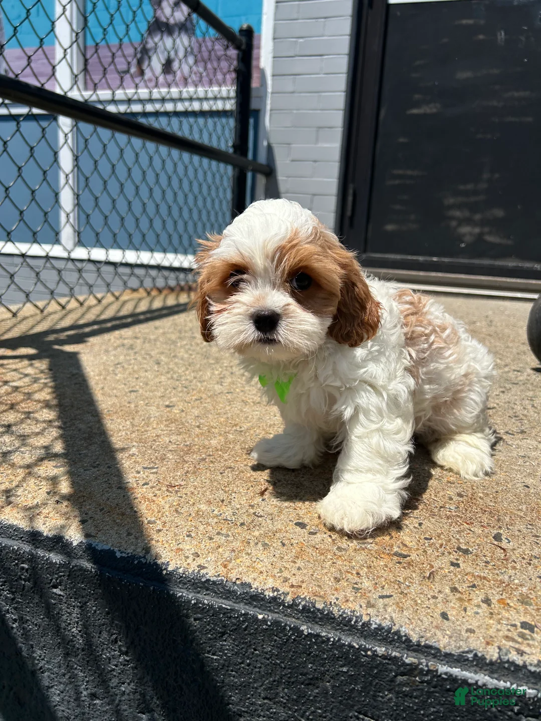 Cavapoo dogs for sale: Cavapoo 1 - Ad 2