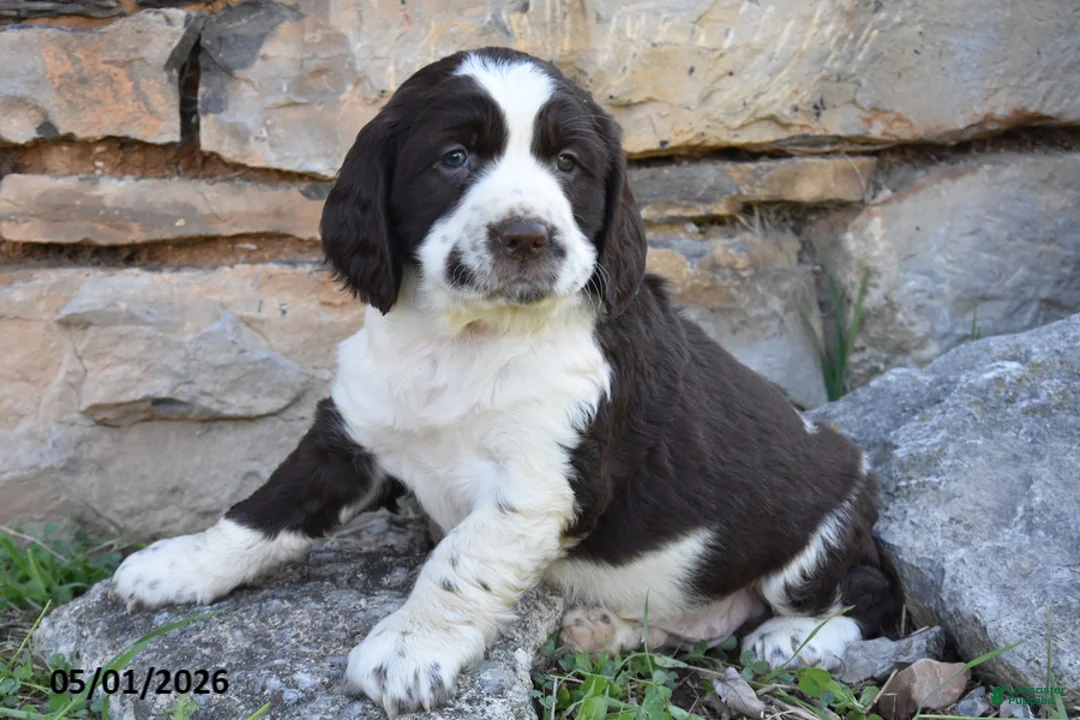 English Springer Spaniel dogs for sale: Spot - Ad 2