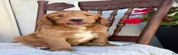 Goldendoodle dogs for sale: Chip - Ad 14