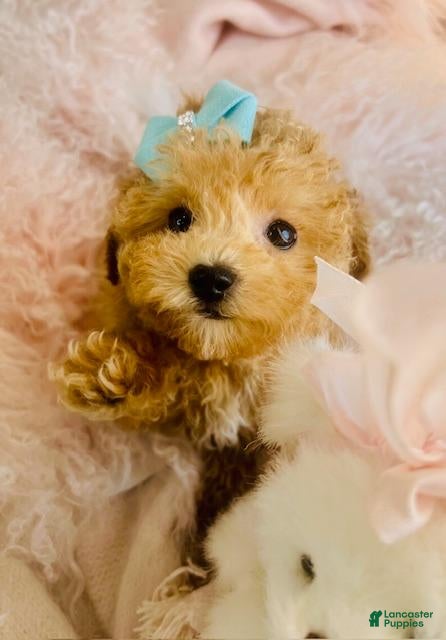 Bichpoo dogs Bichpoo Puppy 1 - Ad 7