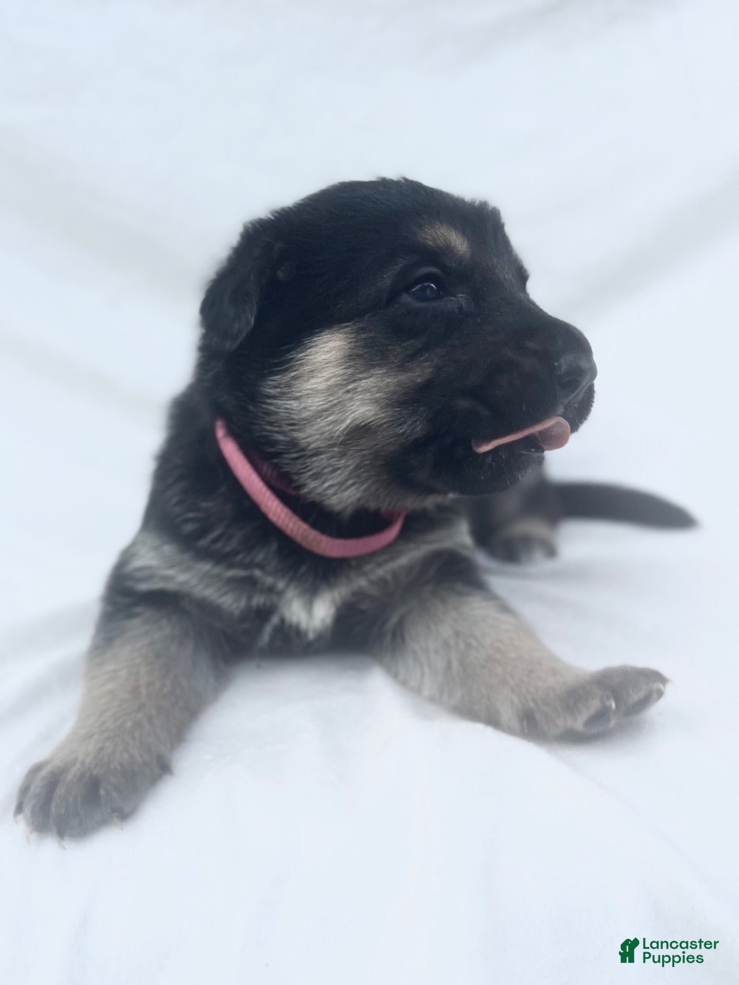 German Shepherd dogs Rosie - Ad 1