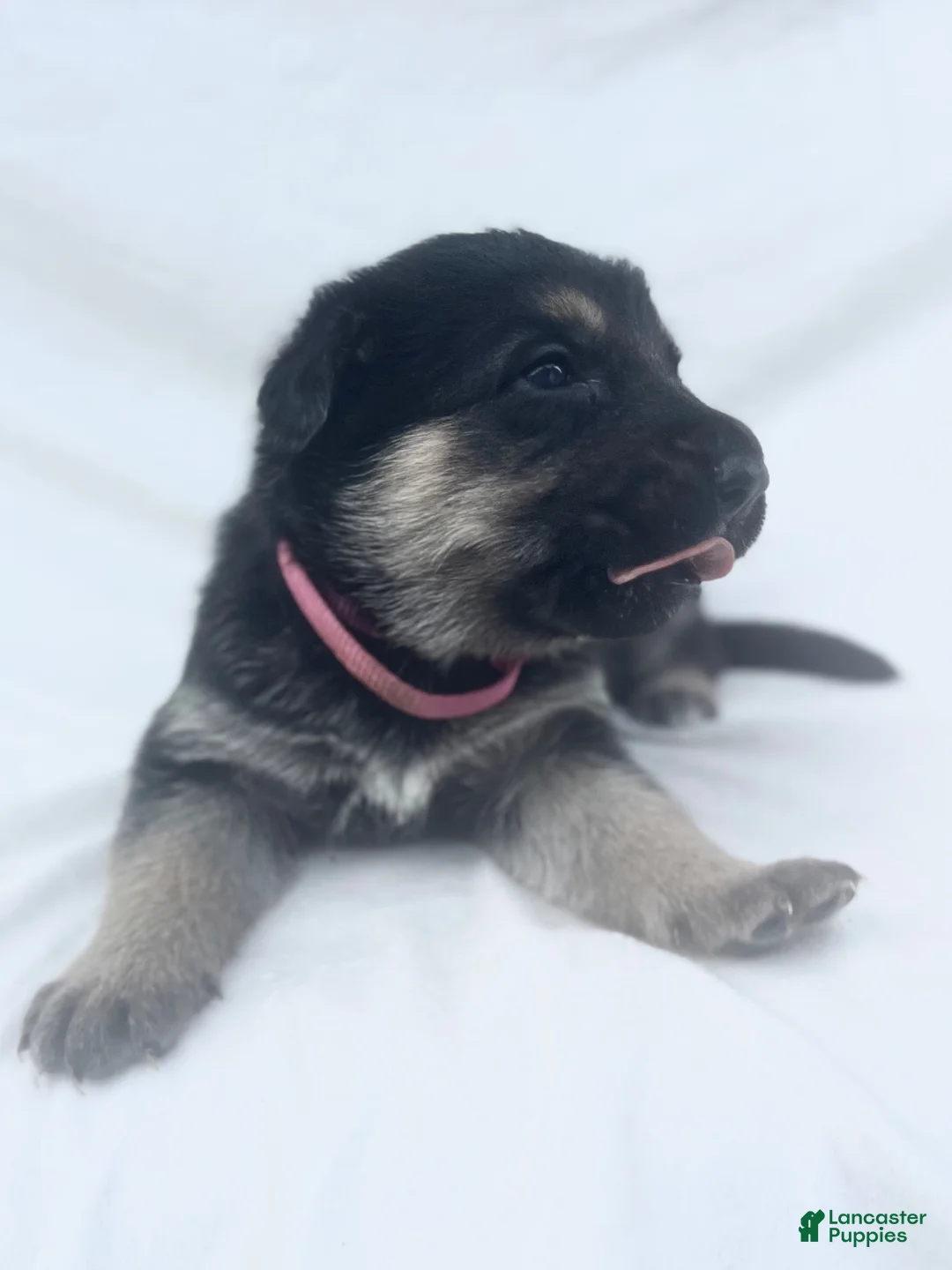 German Shepherd dogs for sale: Rosie - Ad 1