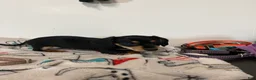 Miniature Dachshund dogs for sale: Mollie - Ad 2