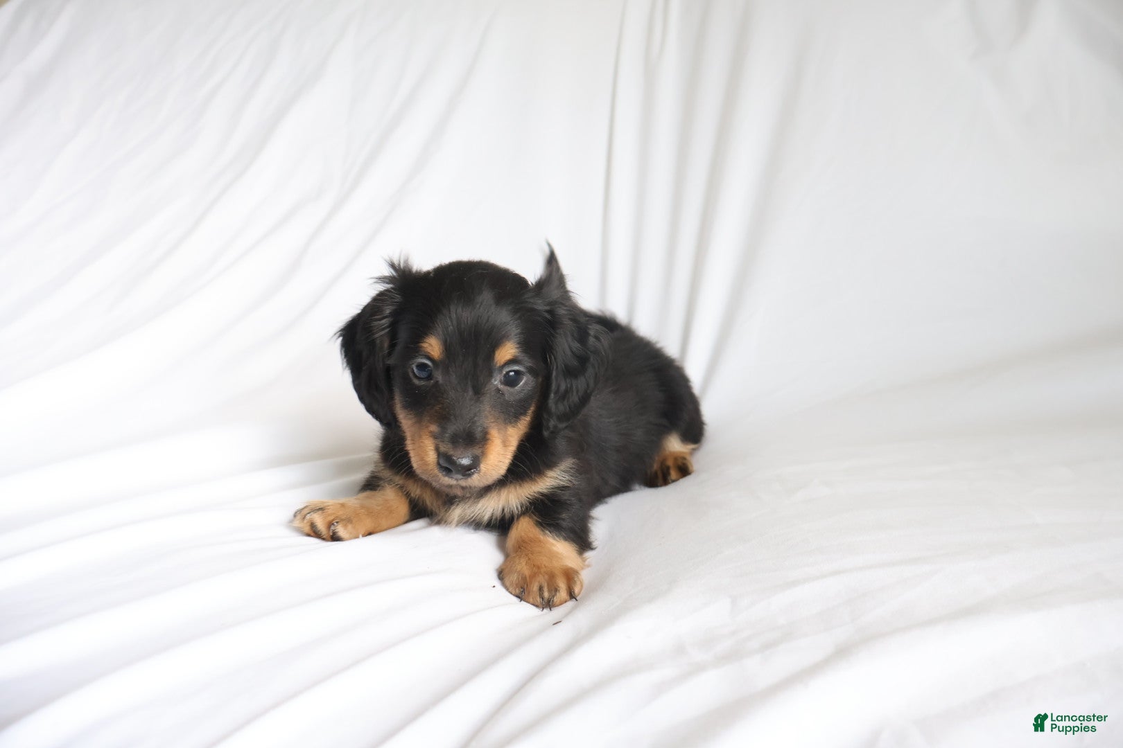 Dachshund dogs Chace - Ad 1