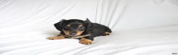 Dachshund dogs for sale: Chace - Ad 1