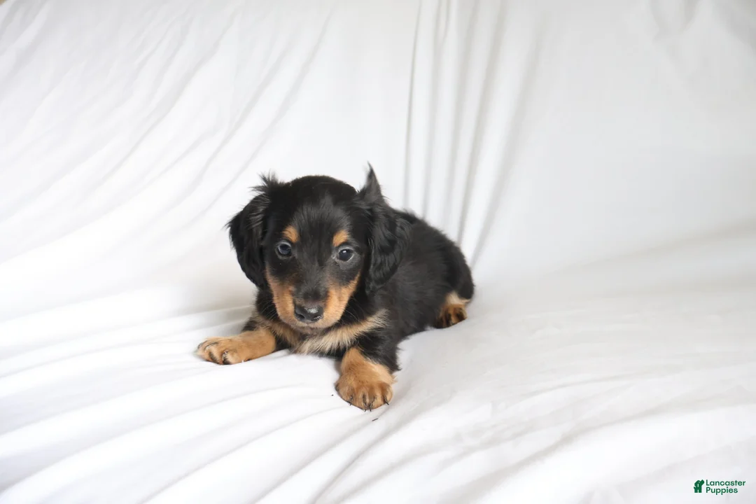 Dachshund dogs for sale: Chace - Ad 1