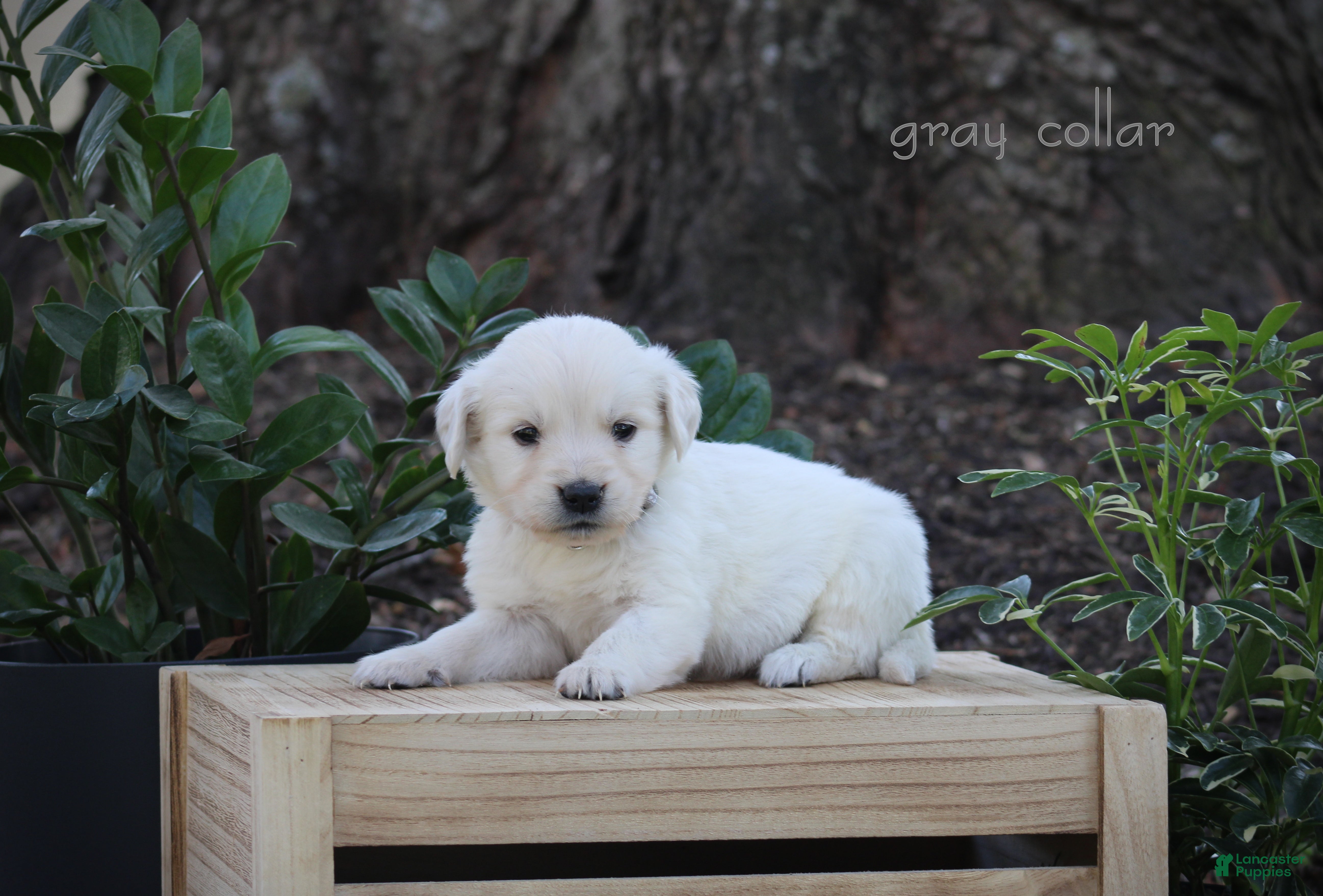 Golden Retriever dogs Golden Retriever Grey Collar - Ad 2