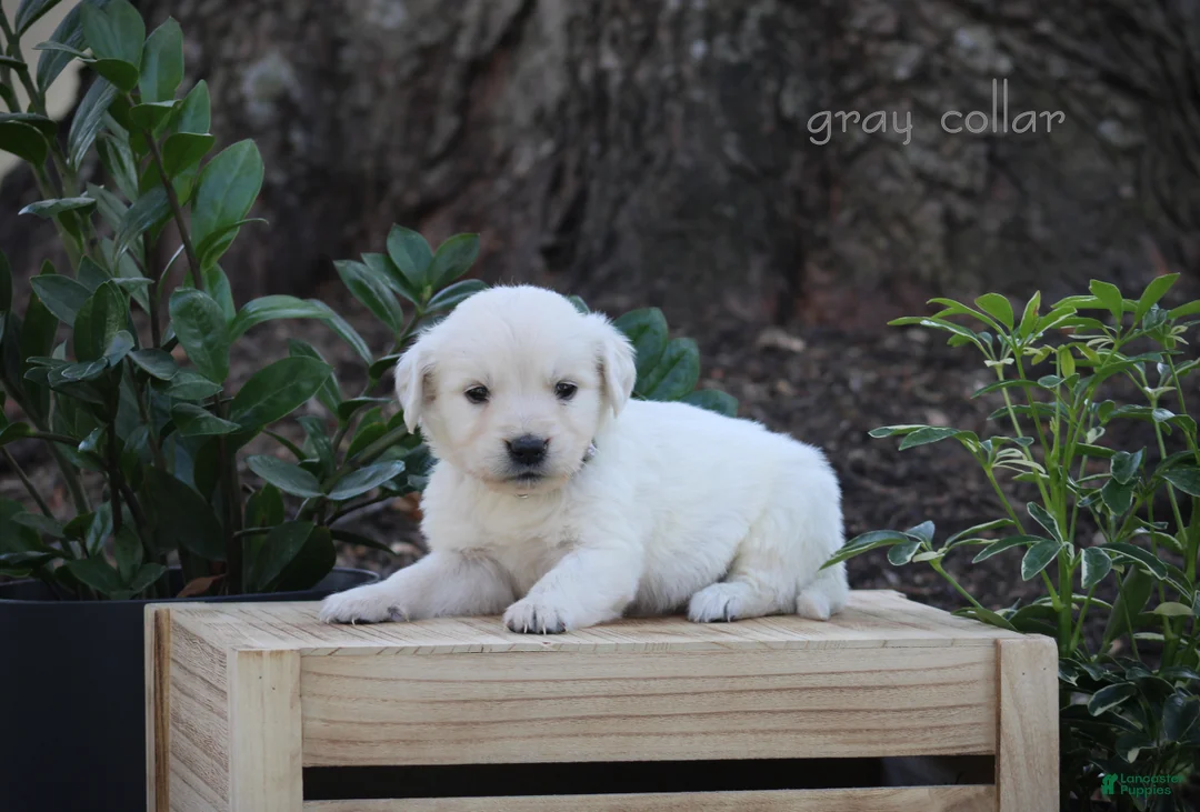 Golden Retriever dogs for sale: Golden Retriever Grey Collar - Ad 2