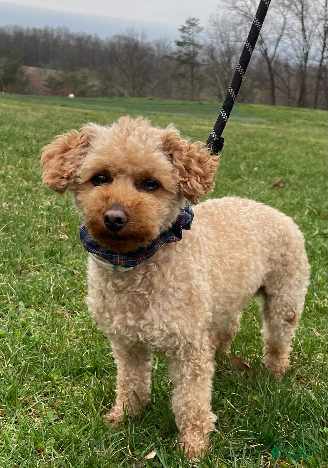 Cavapoo dogs for sale: Buddy - Ad 6