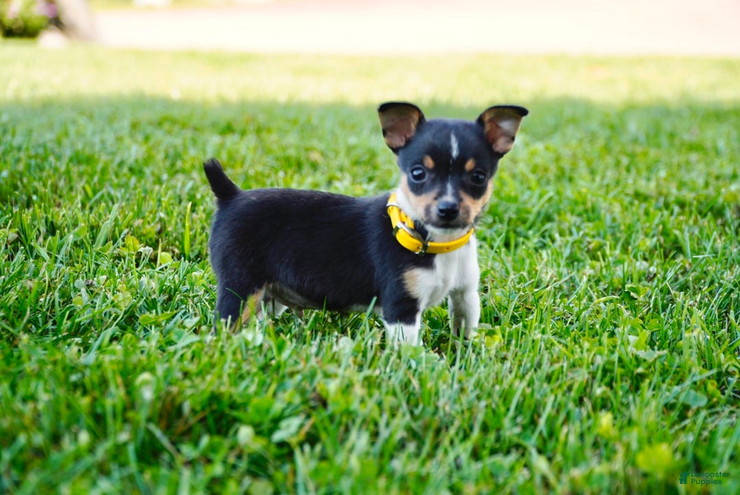 Gallery Image {{count}}