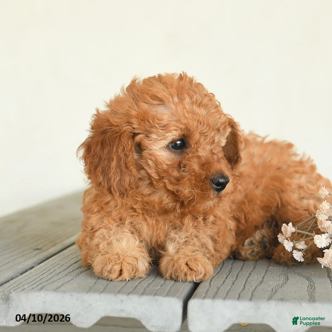 Toy Poodle dogs for sale: Charlie - Ad 2