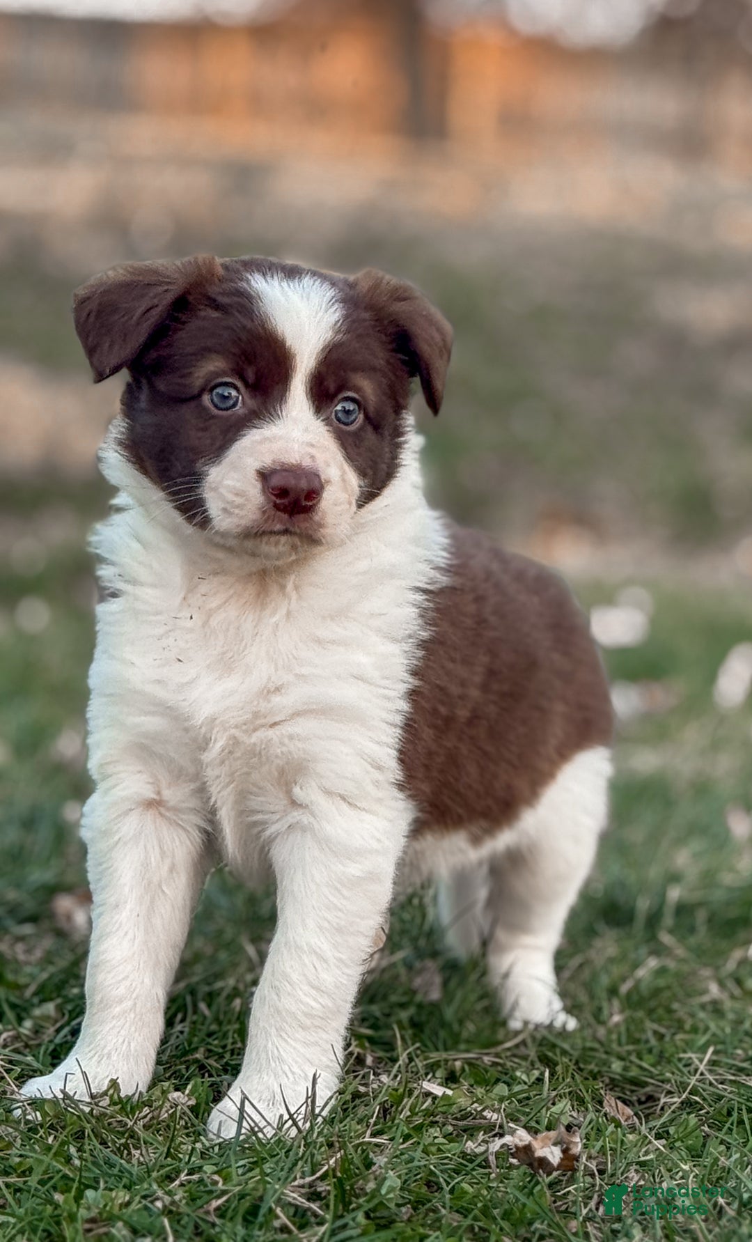 Border Collie dogs for sale: Cadillac   - Ad 1