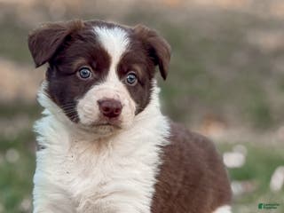 Border Collie dogs Cadillac - Ad 37
