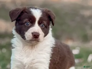 Border Collie dogs Cadillac - Ad 39