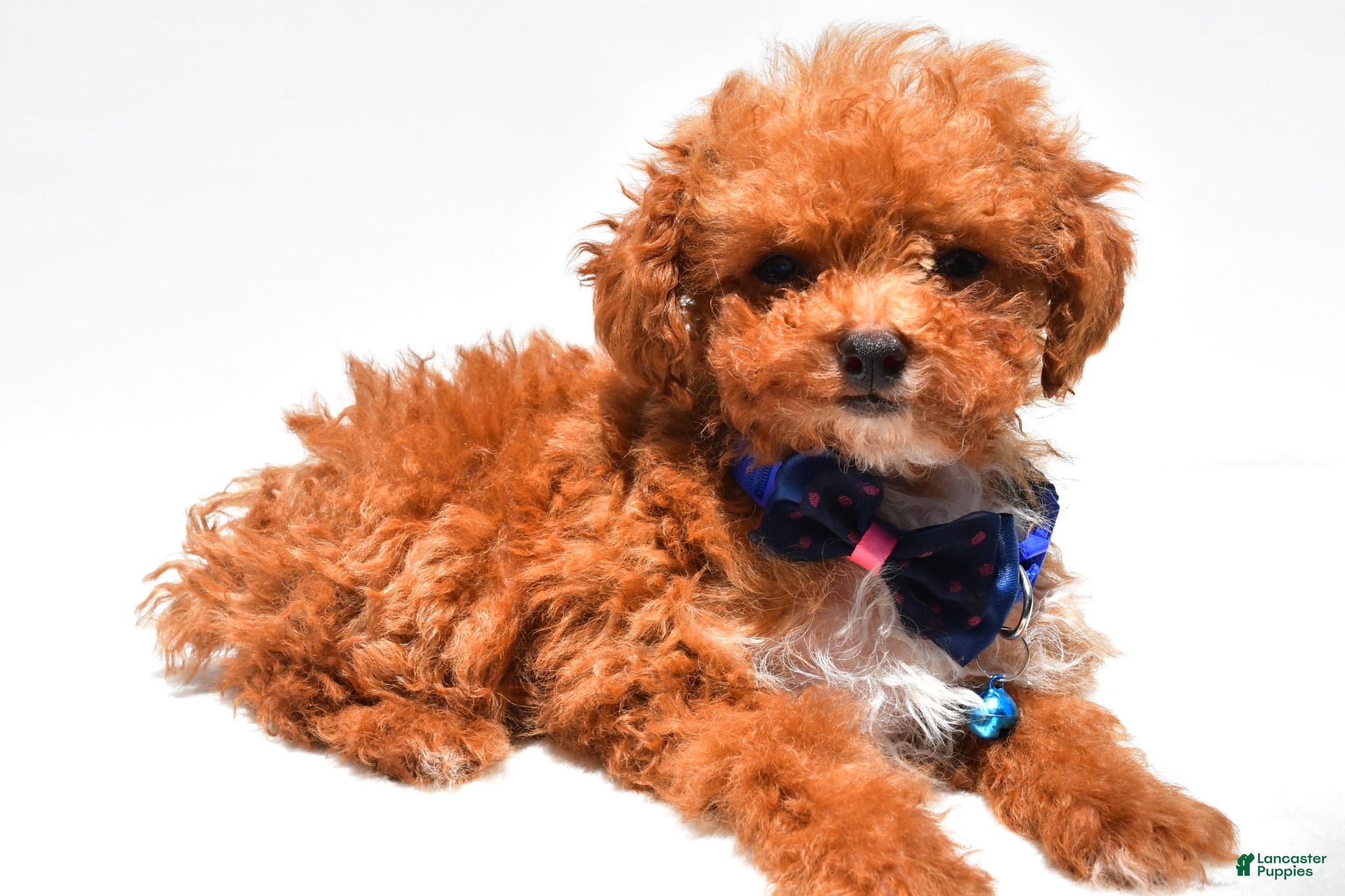 Toy Poodle dogs Issac - Ad 1