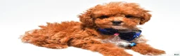 Toy Poodle dogs for sale: Issac - Ad 1