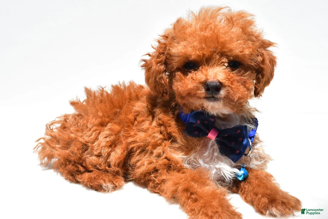 Toy Poodle dogs for sale: Issac - Ad 1