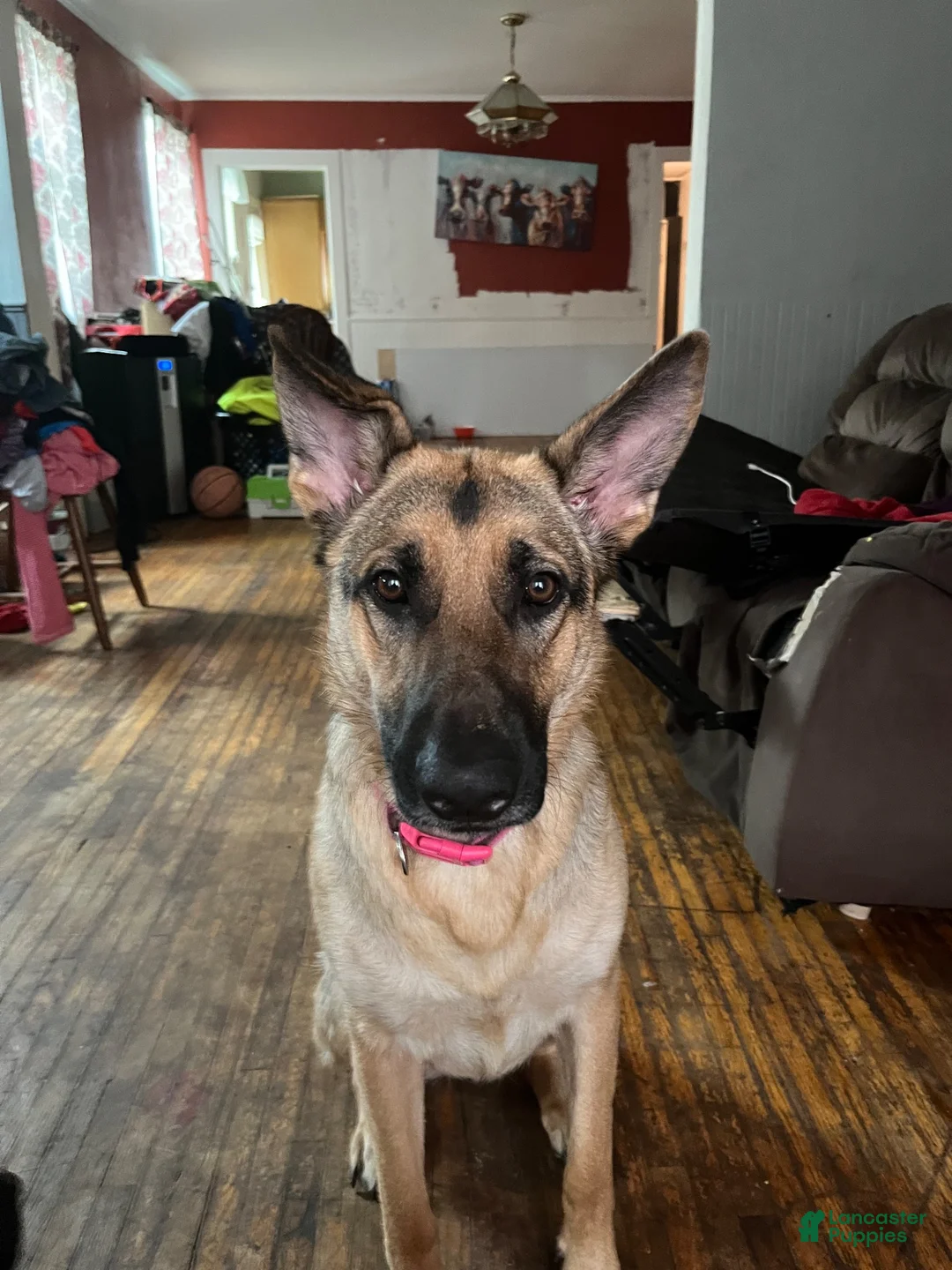 German Shepherd dogs for sale: German Shepherd 1 - Ad 1