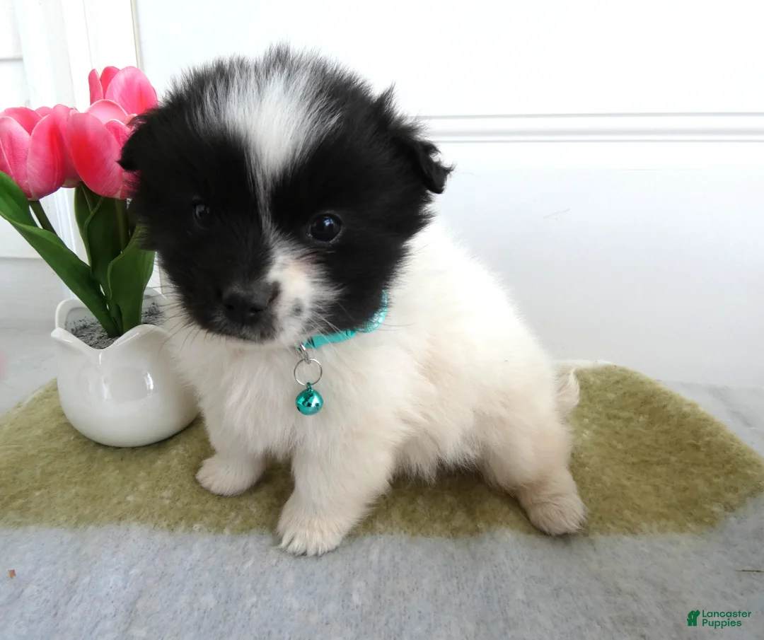 Mixed Breed dogs for sale: Mixed Breed Puppy 2 Scout - Ad 2