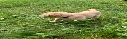 Labrador Retriever dogs for sale: Glory - Ad 4