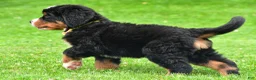 Bernese Mountain Dog dogs for sale: Neal - Ad 10