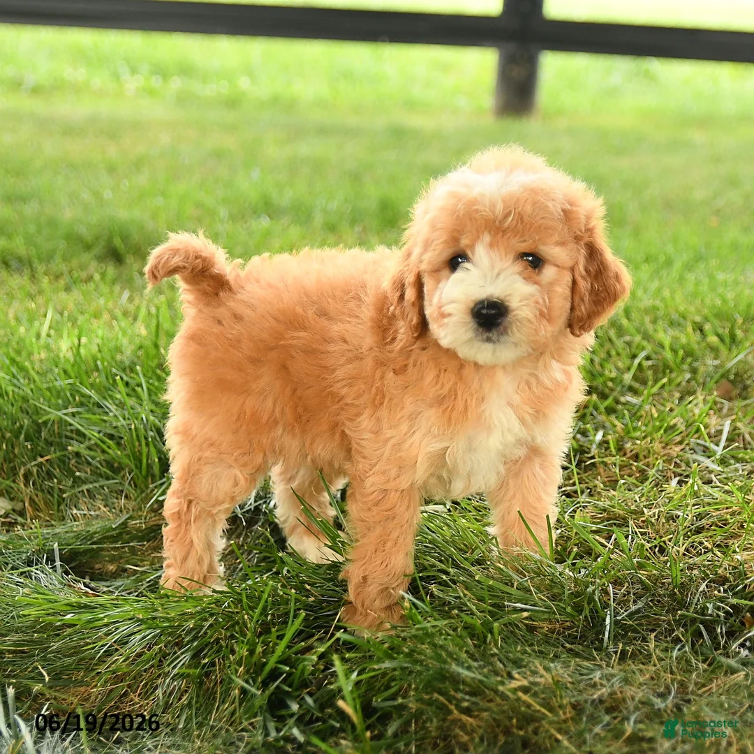 Mini Goldendoodle dogs for sale: Florin - Ad 1