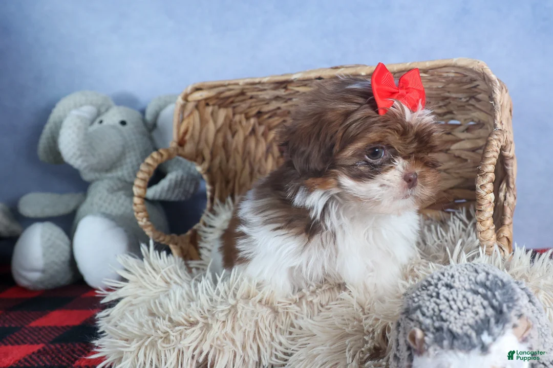 Shih Tzu dogs for sale: FINN - Ad 6