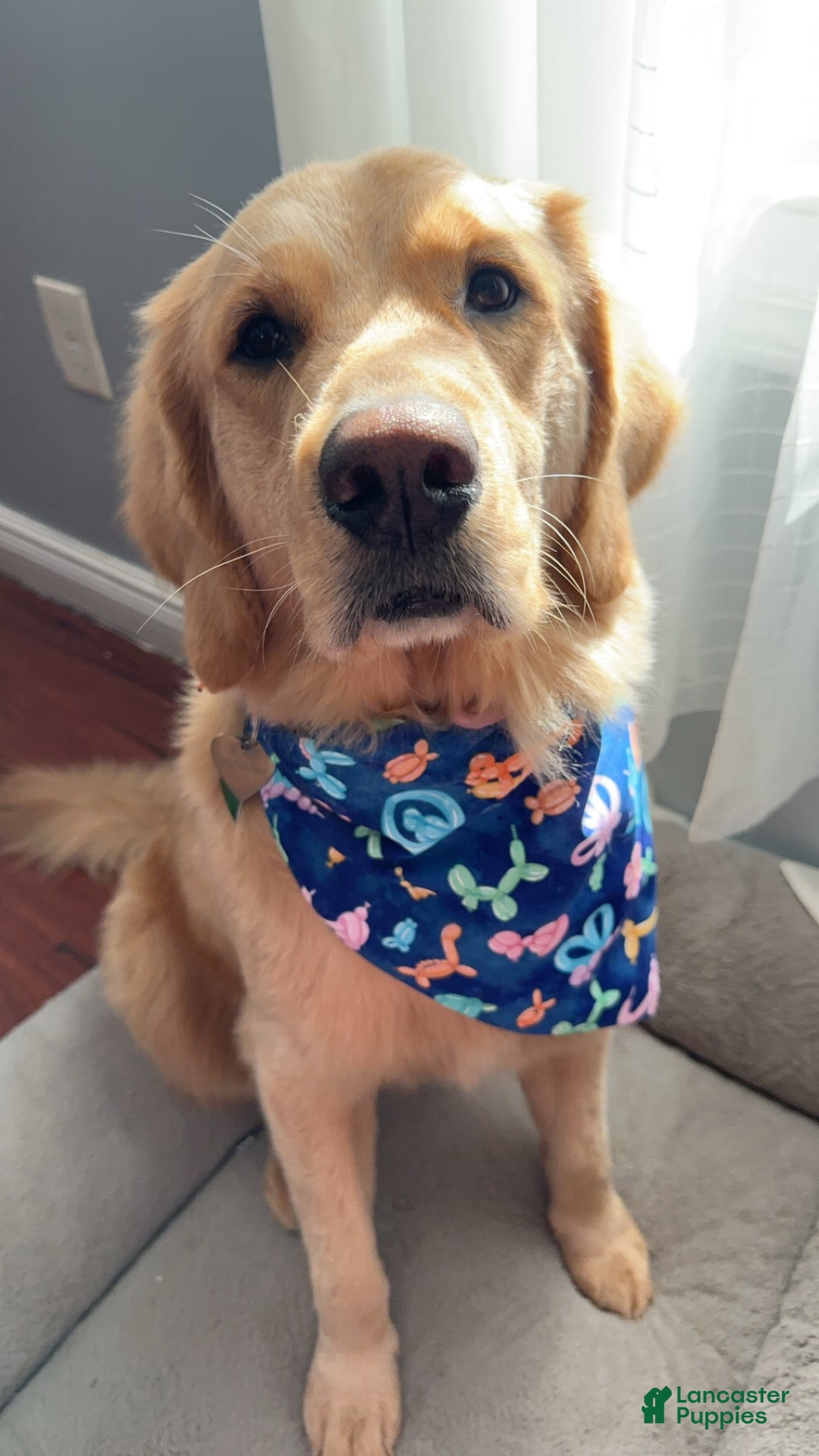 Golden Retriever dogs for sale: Brownie - Ad 7