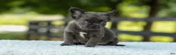 French Bulldog dogs for sale: Kate - Ad 6