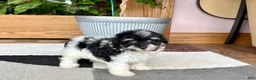 Havapoo dogs for sale: Havapoo girl 2 - Ad 5