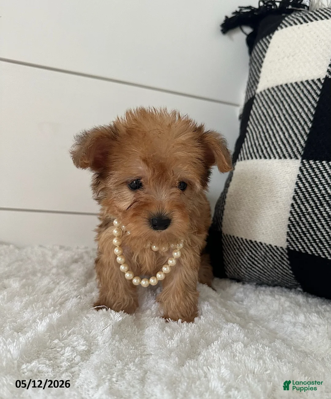 Yorkiepoo dogs for sale: Foxy - Ad 2