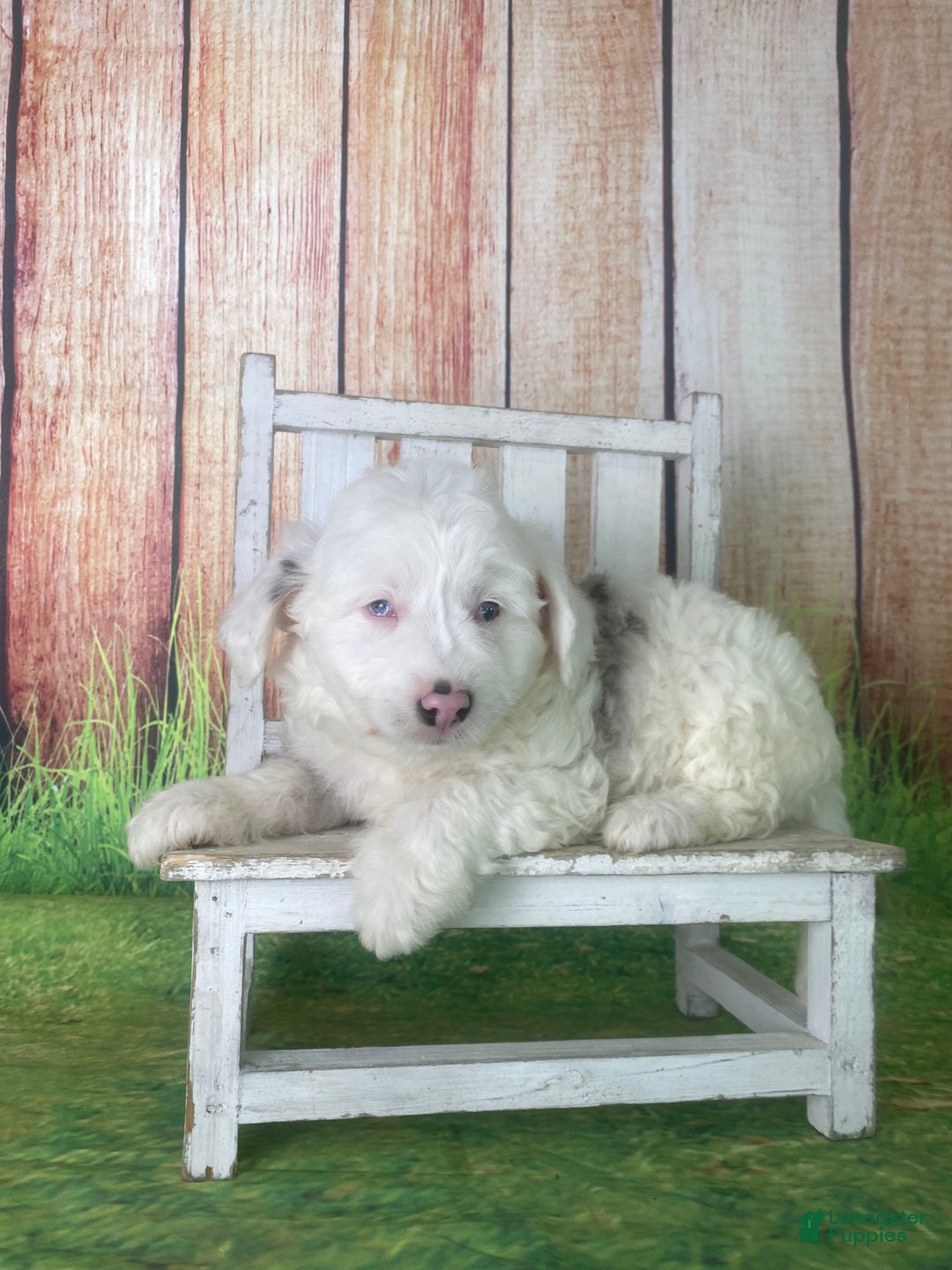 Mini Aussiedoodle dogs for sale: Giovanni - Ad 6