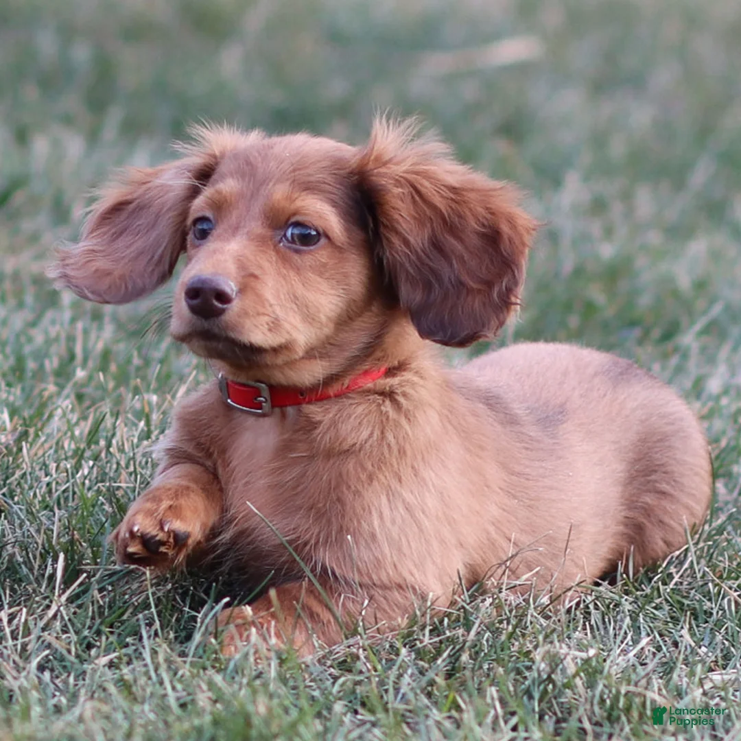 Dachshund dogs for sale: Hannah - Ad 5