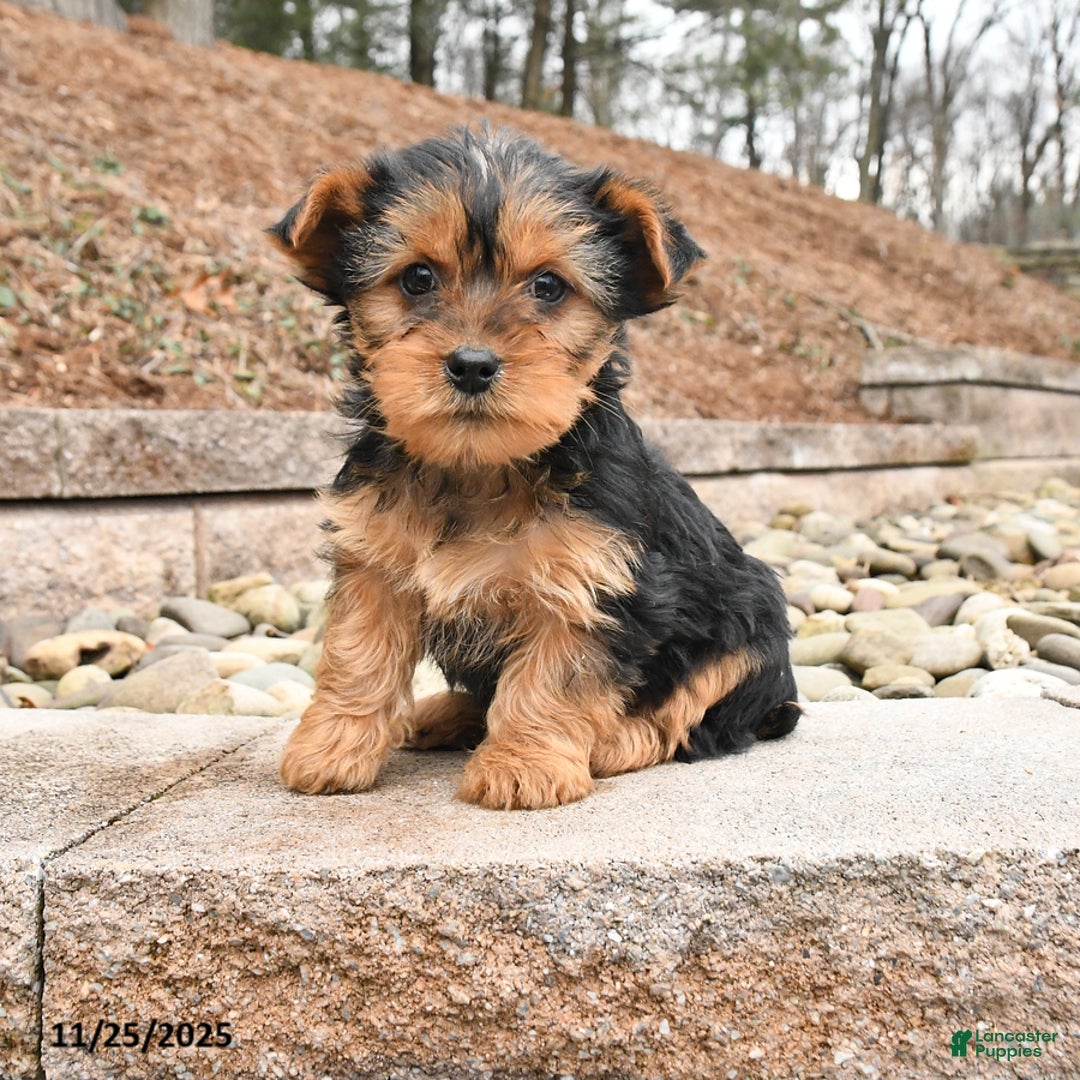Yorkshire Terrier dogs for sale: Kane - Ad 1