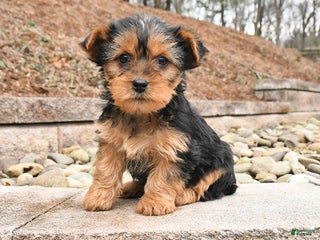 Yorkshire Terrier dogs Kane - Ad 27
