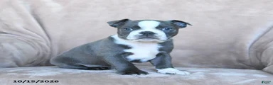 Elvis